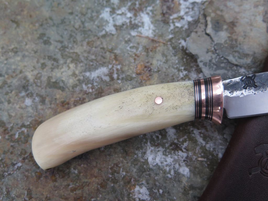 Dall's Sheep Horn Pintail